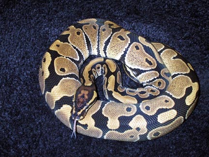 Ball Python