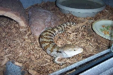 Blue Tongue Skink