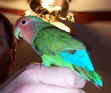Love Bird