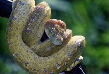 gtp