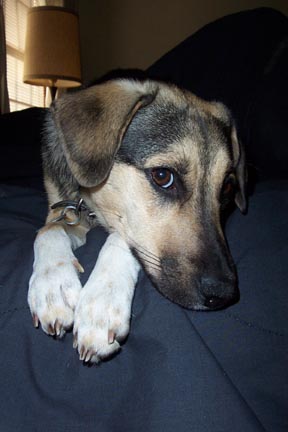 Zobie
