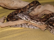 Female Dum "Capulet"