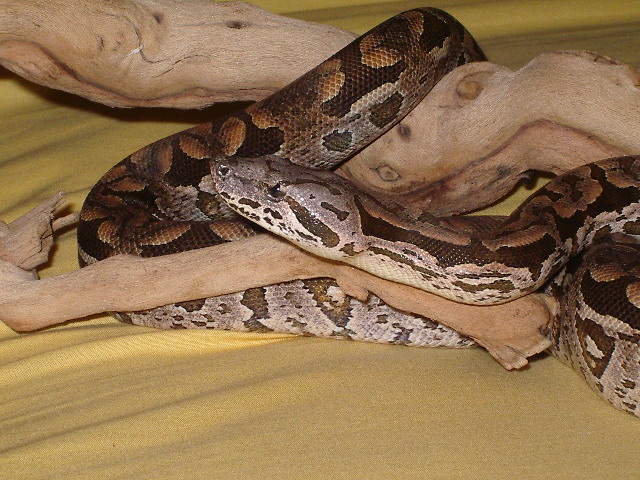 Female Dum "Capulet"