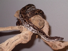 My male Dumeril's Boa, Sisco.