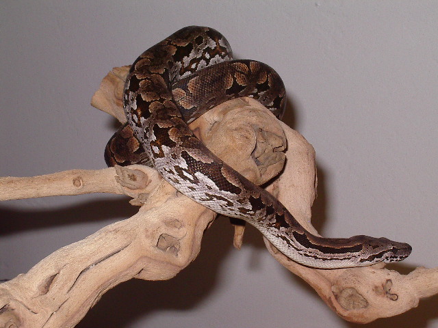 My male Dumeril's Boa, Sisco.
