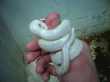 lavandar snow cal king trying to eat my finger