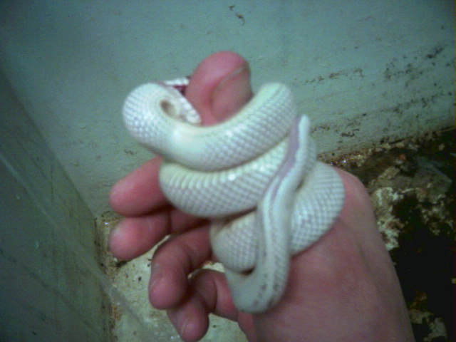 lavandar snow cal king trying to eat my finger