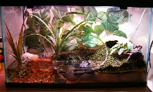 B. Bombina terrarium
