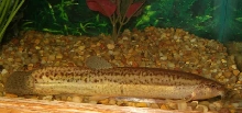 Fat Boy!