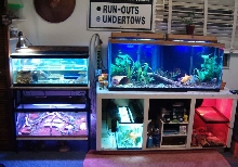 A few of my tanks