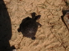 Eastern Box Turtle