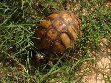 Need Help with ID