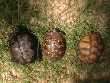 Box Turtle Trio