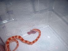 New corn snake eating for the first time