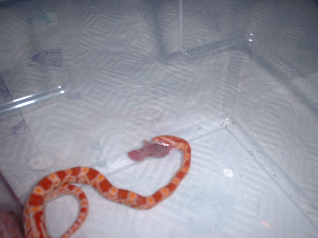 New corn snake eating for the first time