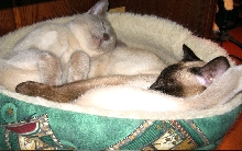 pure comfort