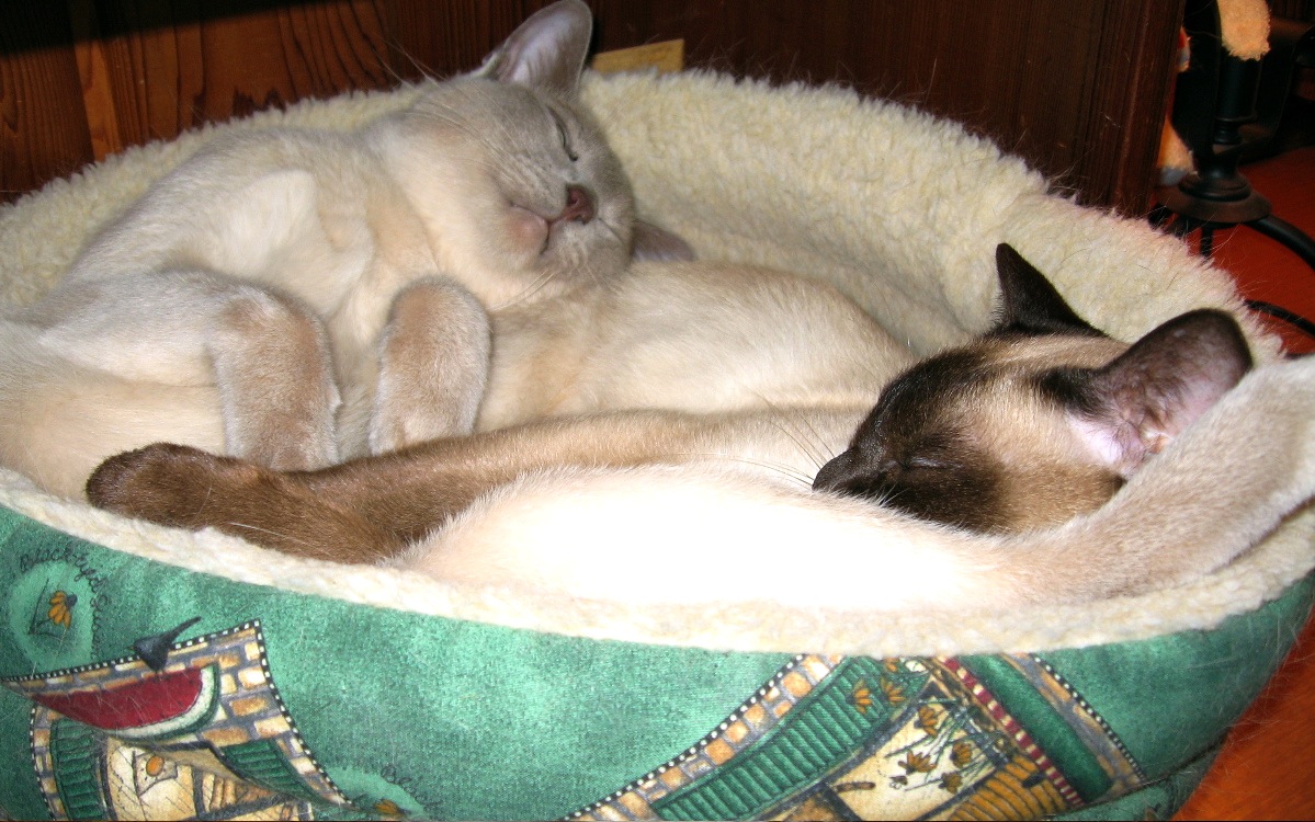 pure comfort