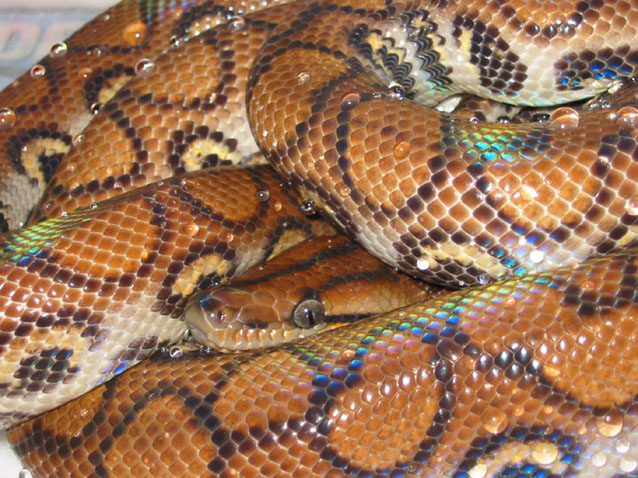 11 month old male