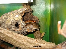 Rhamphiophis