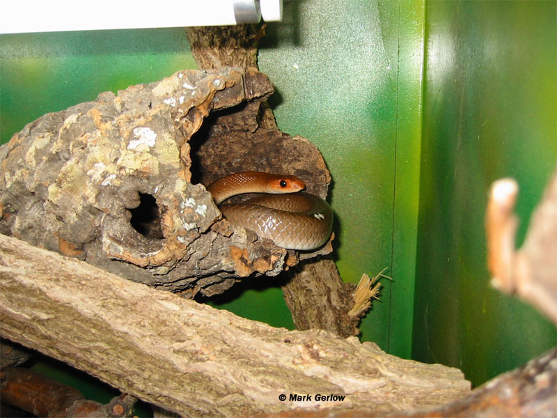 Rhamphiophis