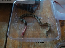 oligodon