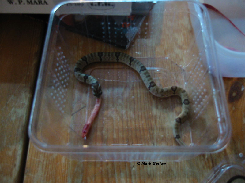 oligodon