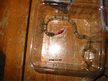 oligodon