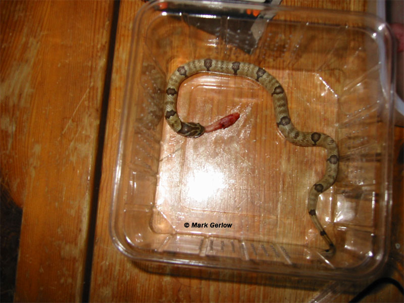 oligodon