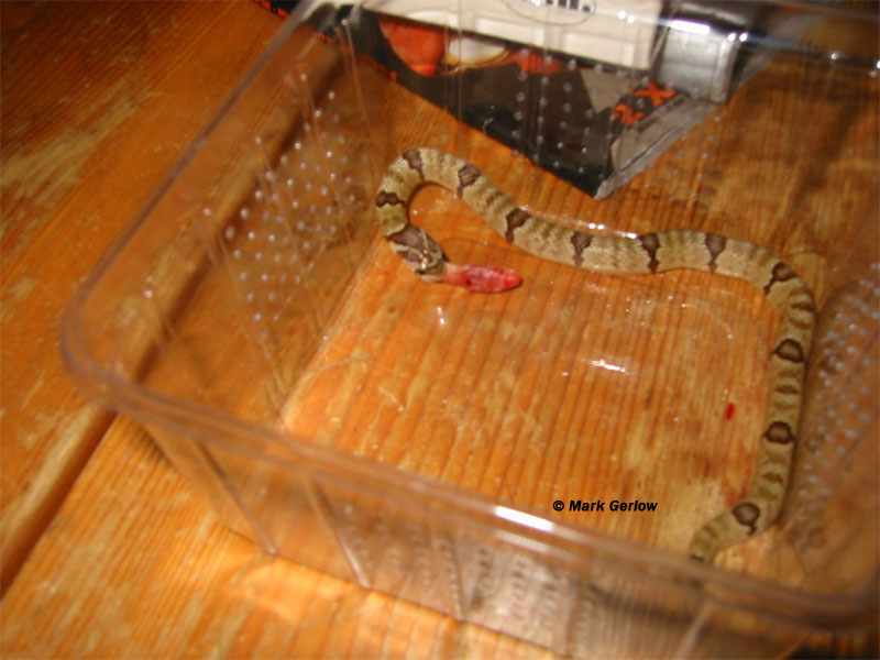 oligodon