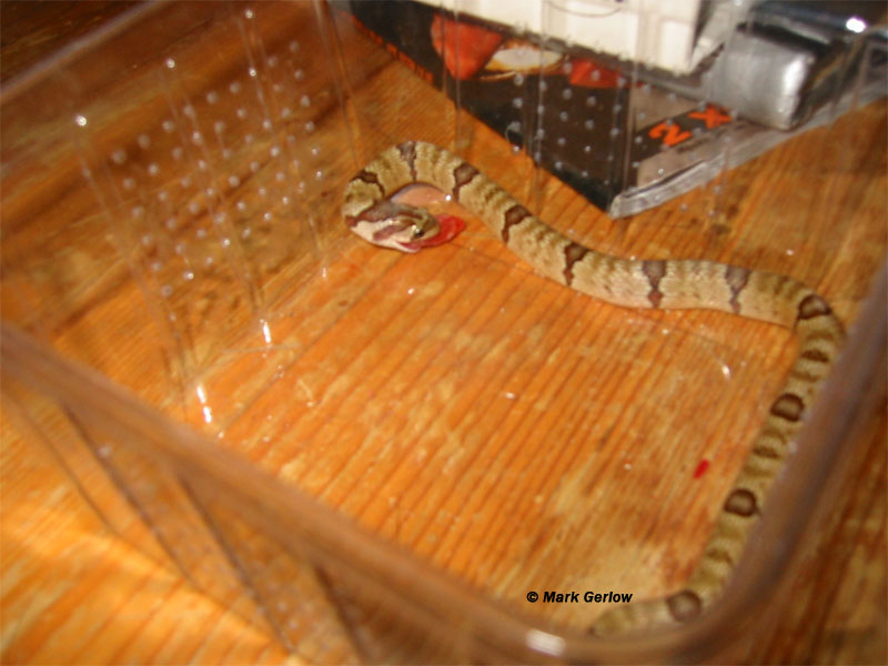 oligodon