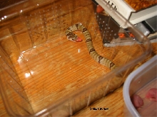 oligodon