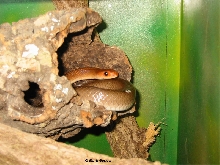Rhamphiophis
