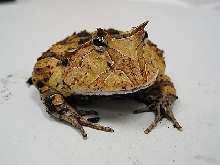 cornuta
