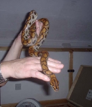 Brazilian rainbow boa