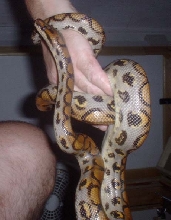 Brazilian rainbow boa 2