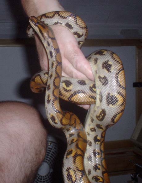 Brazilian rainbow boa 2