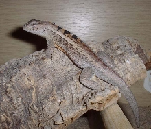 male Lava lizard