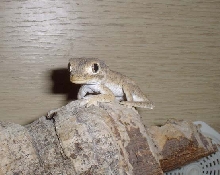 Helmeted gecko