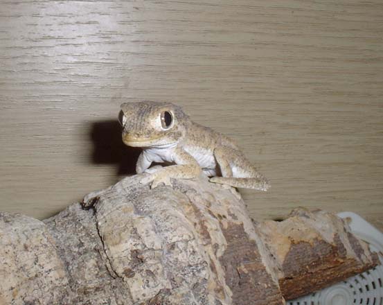 Helmeted gecko