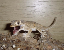 male Helmeted gecko