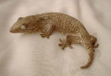 r. leachianus henkeli