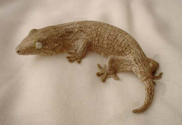 r. leachianus henkeli