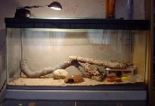 leopard gecko set-up