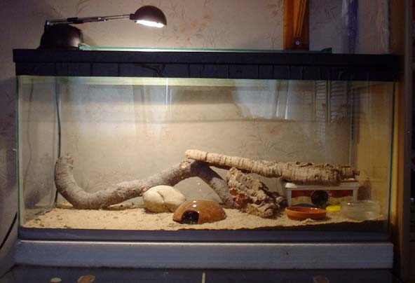 leopard gecko set-up