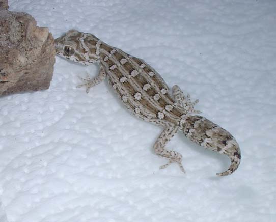 gravid viper gecko