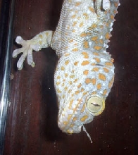 male tokay gecko