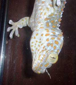 male tokay gecko