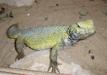 male uromastyx