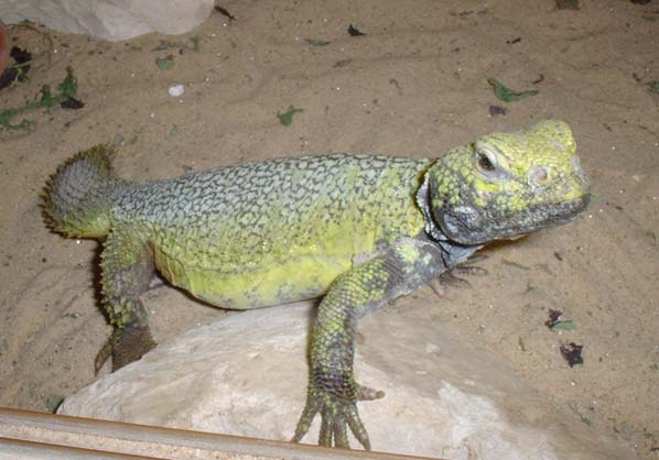 male uromastyx