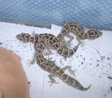 viper trio